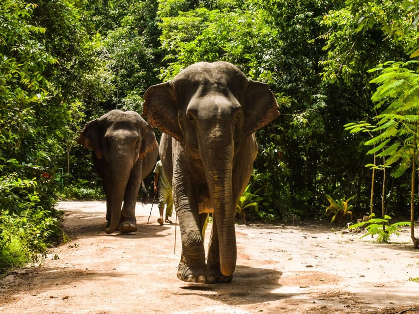 Elephant