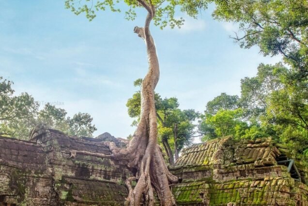 Ta Prohm - 2 houres